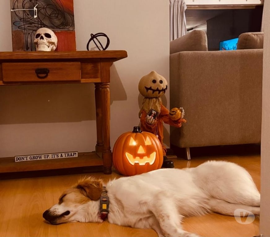 Adopción ed Animales Santiago Providencia - Fotos de Sedita linda perrita tipo Border Collie 1 año busca familia