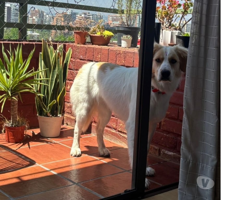 Adopción ed Animales Santiago Providencia - Fotos de Sedita linda perrita tipo Border Collie 1 año busca familia