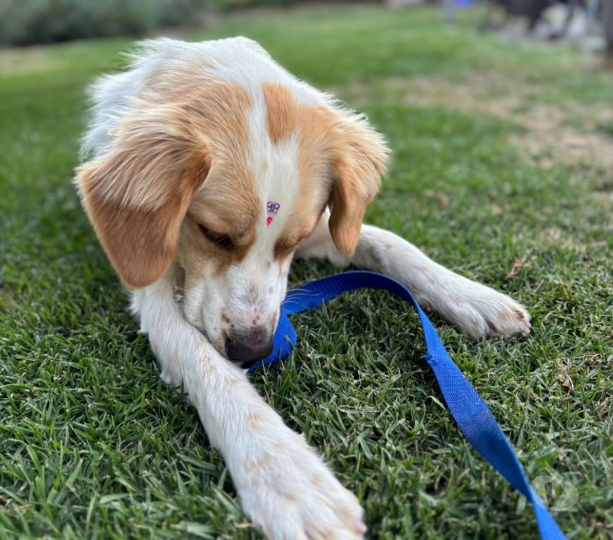 Adopción ed Animales Santiago Providencia - Fotos de Sedita linda perrita tipo Border Collie 1 año busca familia