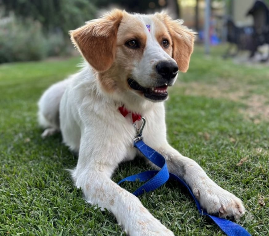 Adopción ed Animales Santiago Providencia - Fotos de Sedita linda perrita tipo Border Collie 1 año busca familia