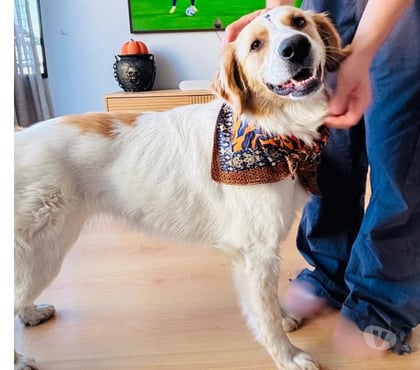 Adopción de Gatos Providencia Santiago - Fotos de Sedita linda perrita tipo Border Collie 1 año busca familia