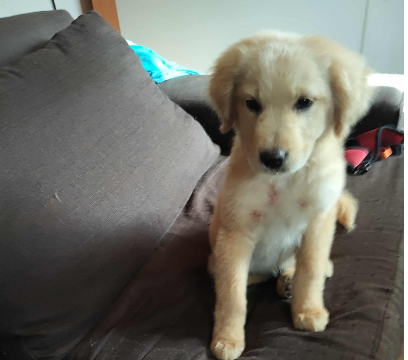 Mascotas en Venta Estación Central Santiago - Fotos de Golden retr. Cachorros rebaja