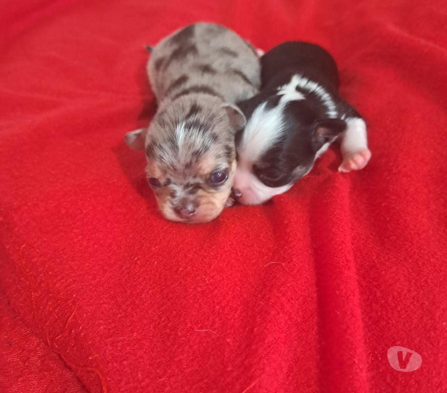 Gatos en Venta Santiago Santiago - Fotos de Chihuahua macho merle 953597947