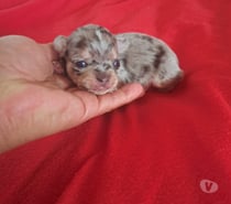 Chihuahua macho merle 953597947