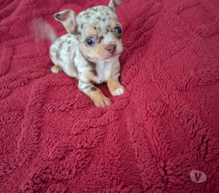 Gatos en Venta Santiago Santiago - Fotos de Chihuahua macho merle 953597947