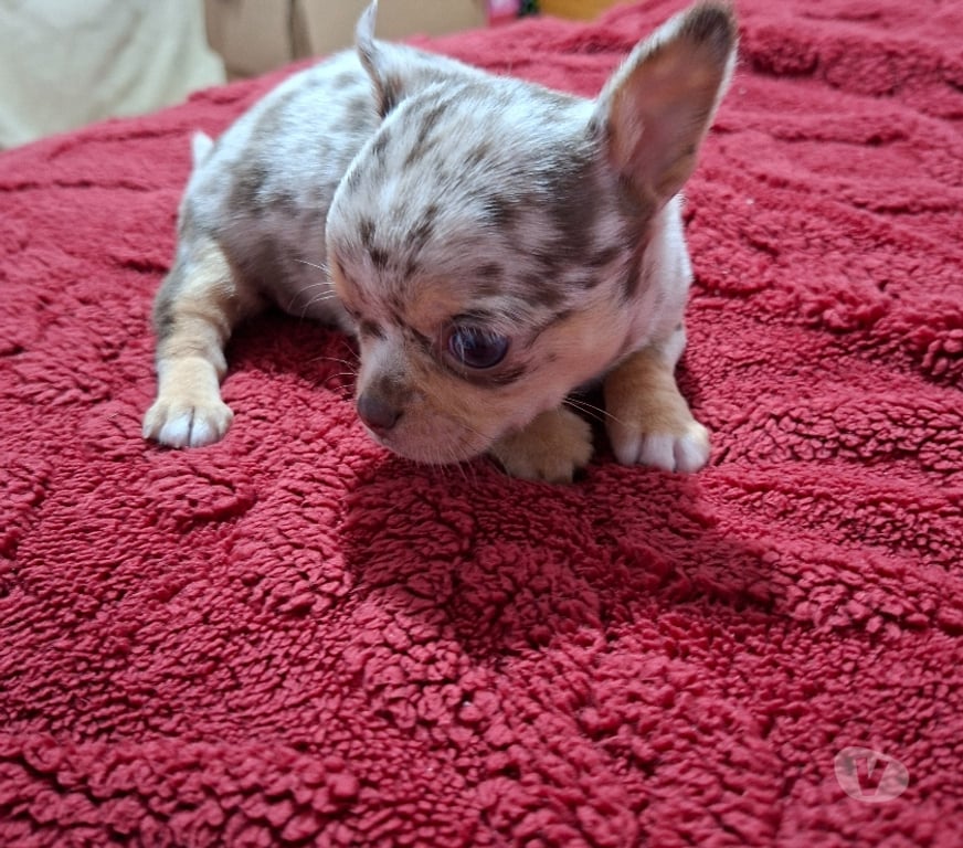 Gatos en Venta Santiago Santiago - Fotos de Chihuahua macho merle 953597947