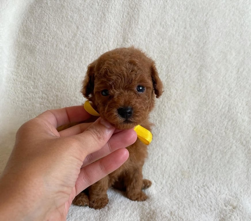 Gatos en Venta Curicó Curicó - Fotos de Poodle miniatura listos para entrega