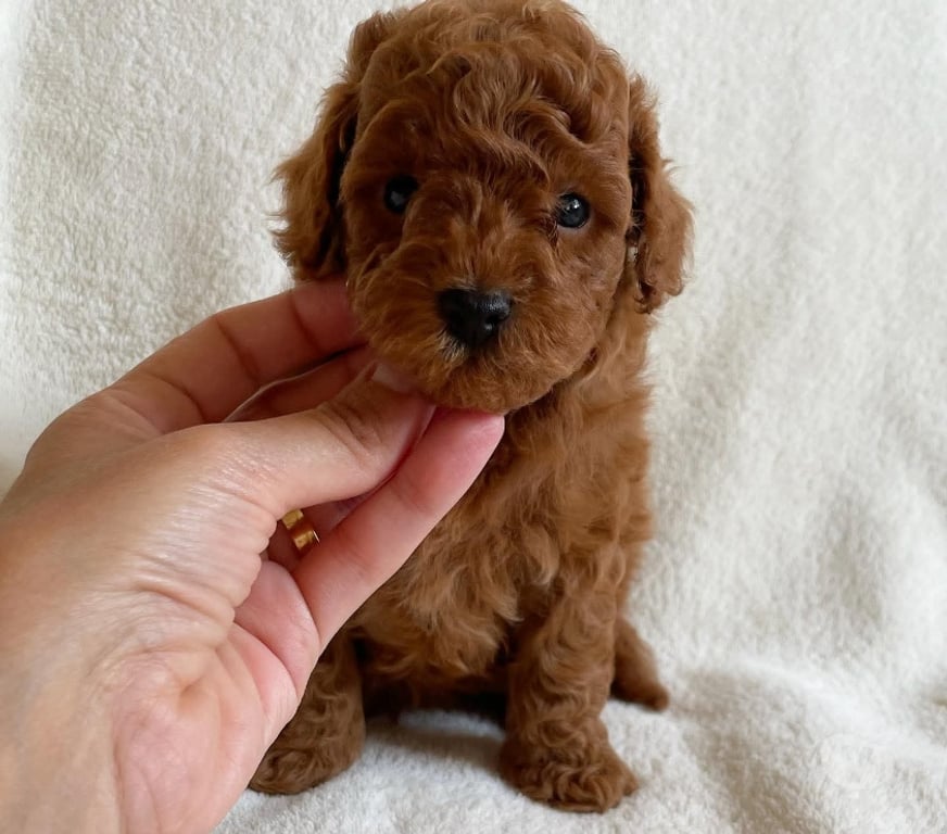 Gatos en Venta Curicó Curicó - Fotos de Poodle miniatura listos para entrega