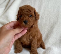 Poodle miniatura listos para entrega