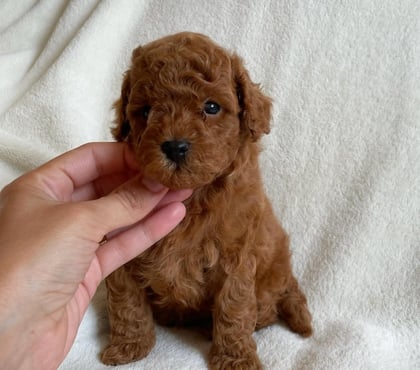Mascotas en Venta Curicó Curicó - Fotos de Poodle miniatura listos para entrega