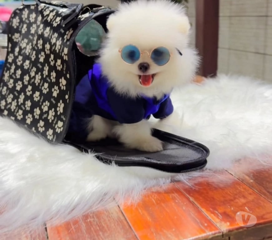 Gatos en Venta Curicó Curicó - Fotos de Pomerania miniatura listos para entrega