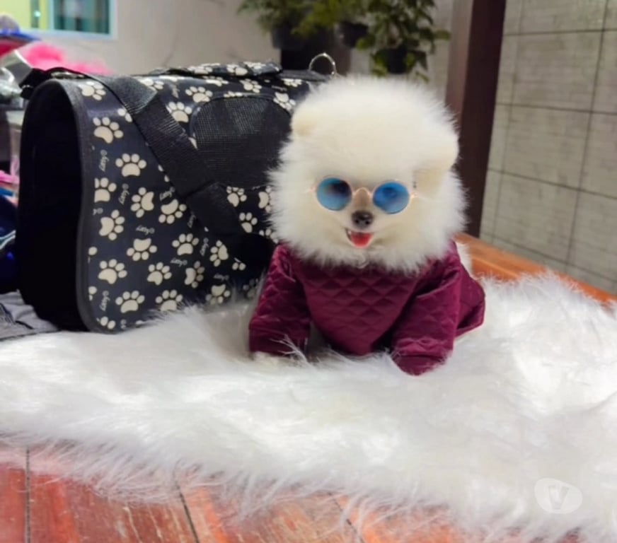 Gatos en Venta Curicó Curicó - Fotos de Pomerania miniatura listos para entrega