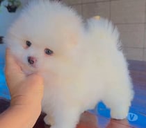 Pomerania miniatura listos para entrega