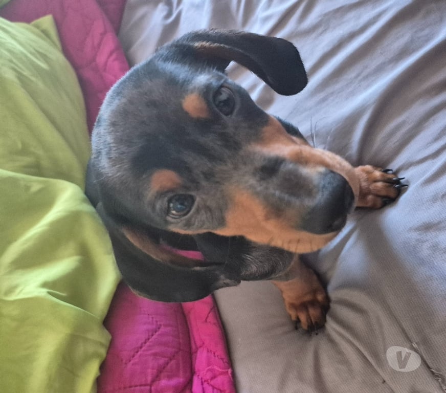 Gatos en Venta Valparaíso Viña del Mar - Fotos de Babys Salchichas