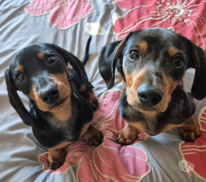 Venta de Mascotas Viña del Mar Valparaíso - Fotos de Babys Salchichas