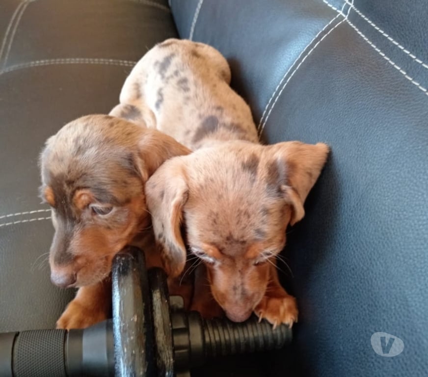 Gatos en Venta Llanquihue Frutillar - Fotos de Salchicha arlequín