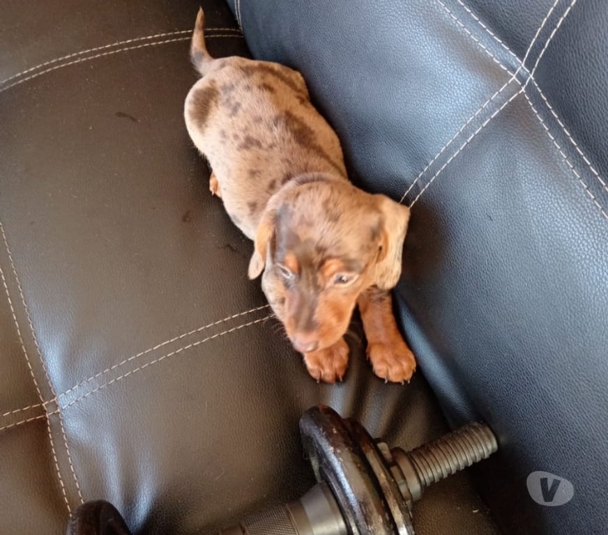 Gatos en Venta Llanquihue Frutillar - Fotos de Salchicha arlequín