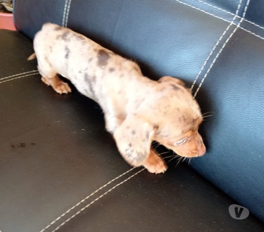 Gatos en Venta Llanquihue Frutillar - Fotos de Salchicha arlequín