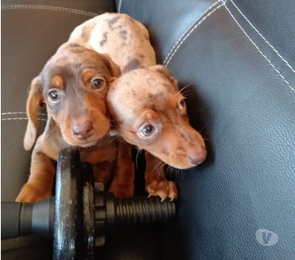 Gatos en Venta Frutillar Llanquihue - Fotos de Salchicha arlequín