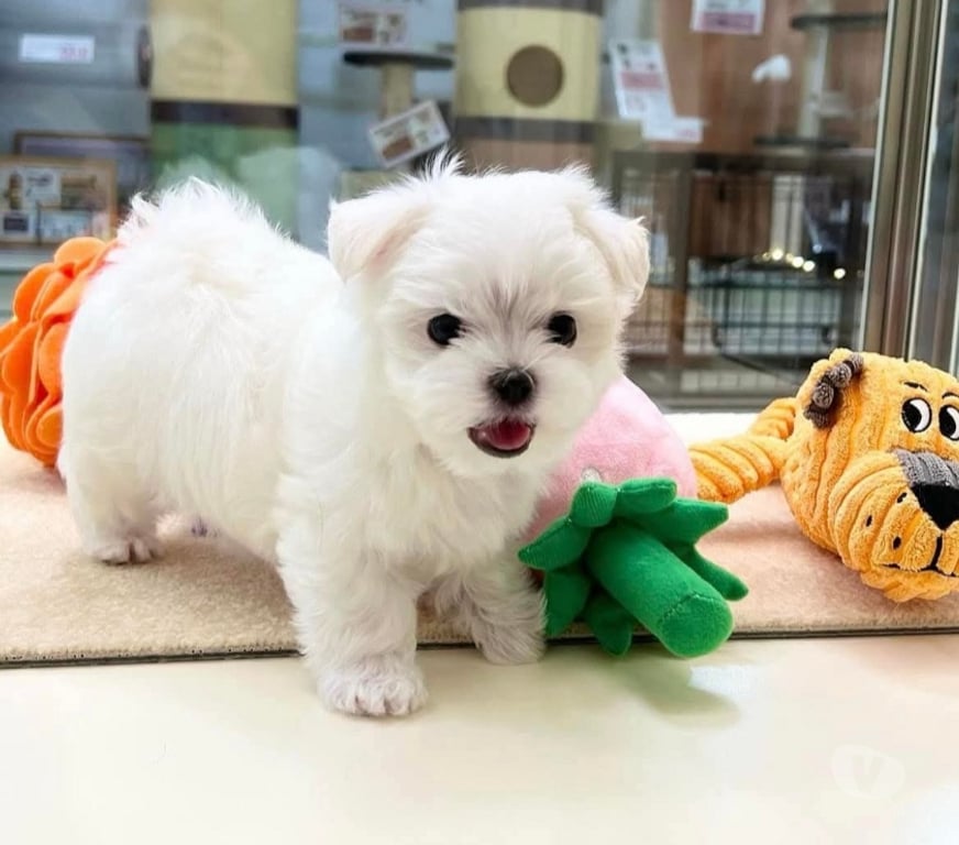 Gatos en Venta Bío-Bío Los Ángeles - Fotos de Bebés maltés americano INSCRITOS