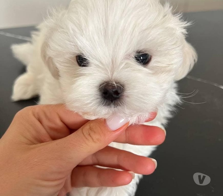 Gatos en Venta Bío-Bío Los Ángeles - Fotos de Bebés maltés americano INSCRITOS