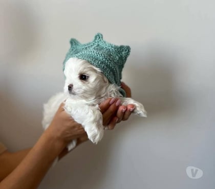 Perros en Venta Los Ángeles Bío-Bío - Fotos de Bebés maltés americano INSCRITOS