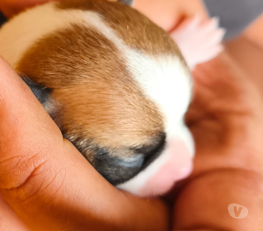 Gatos en Venta Concepción Tomé - Fotos de Hermoso Chihuahua