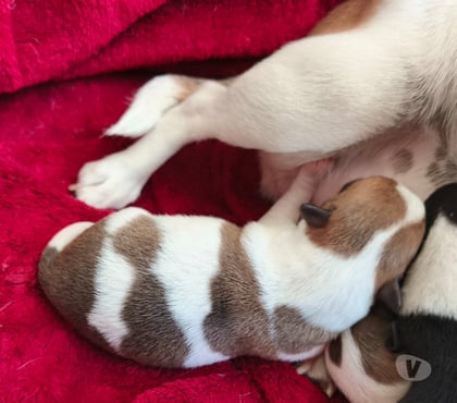 Venta de Mascotas Tomé Concepción - Fotos de Hermoso Chihuahua