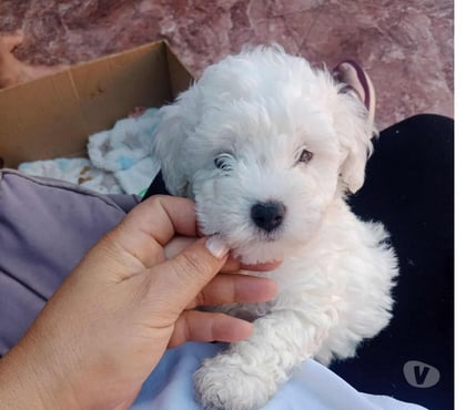 Mascotas en Venta Estación Central Santiago - Fotos de Poodle toy macho