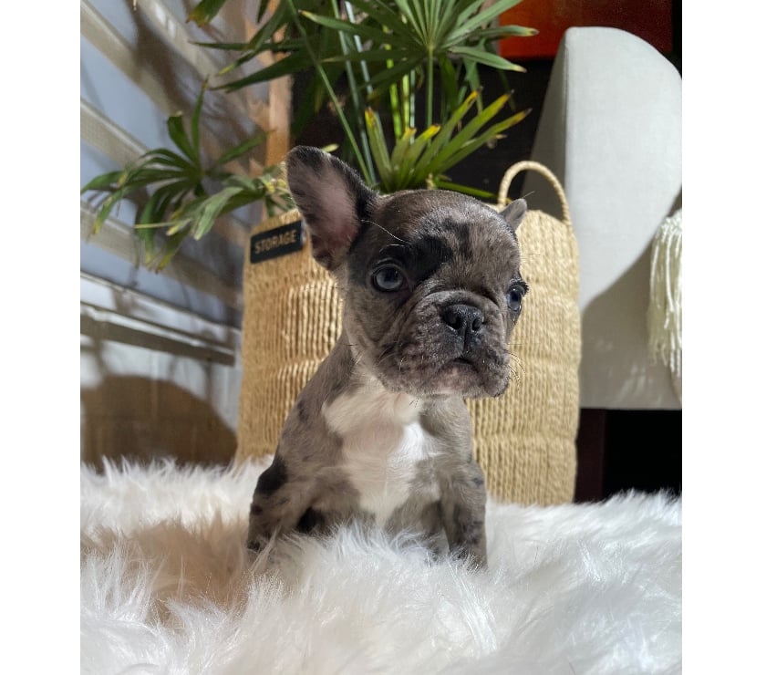 Gatos en Venta Santiago Las Condes - Fotos de Cachorro frenchie mini bulldog francés exótico 945795215