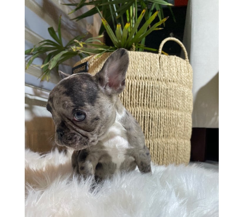 Cachorro frenchie mini bulldog francés exótico 945795215