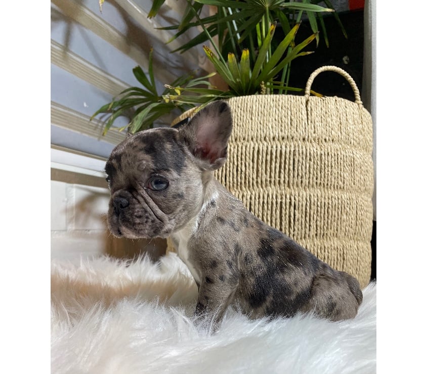 Gatos en Venta Santiago Las Condes - Fotos de Cachorro frenchie mini bulldog francés exótico 945795215