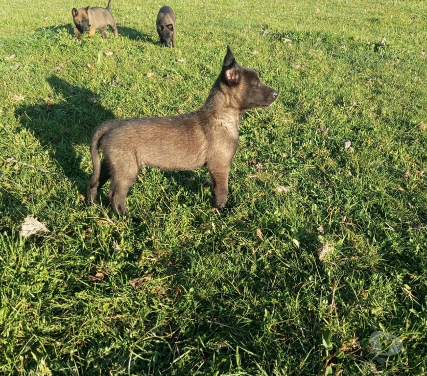 Gatos en Venta Arauco Arauco - Fotos de Pastor belga malinois