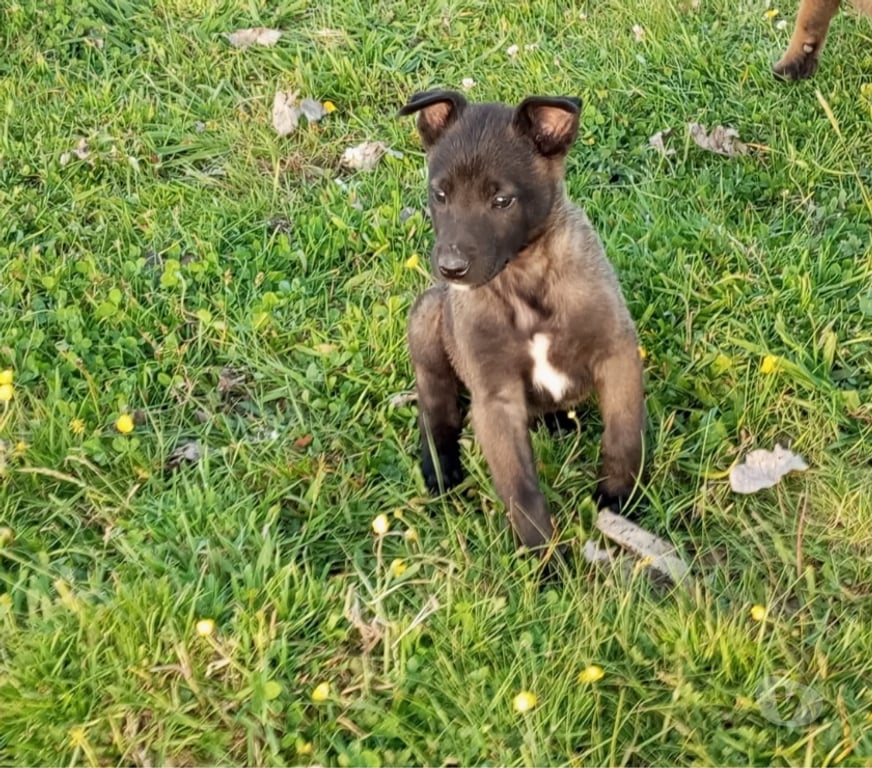 Gatos en Venta Arauco Arauco - Fotos de Pastor belga malinois