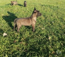 Pastor belga malinois