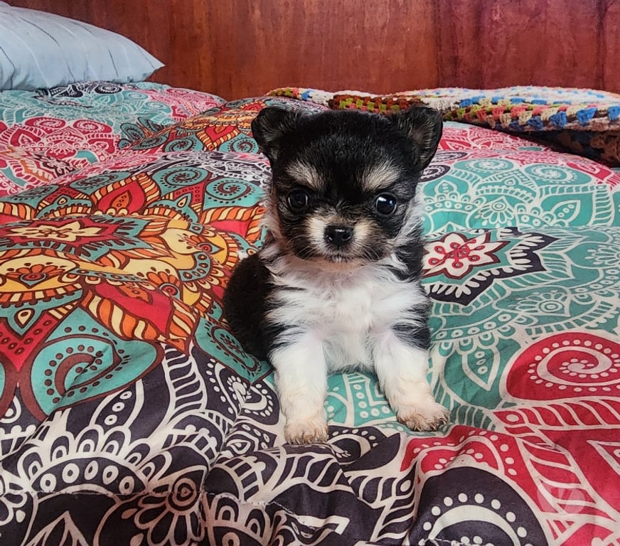 Gatos en Venta San Antonio El Tabo - Fotos de Chihuahua manzanita