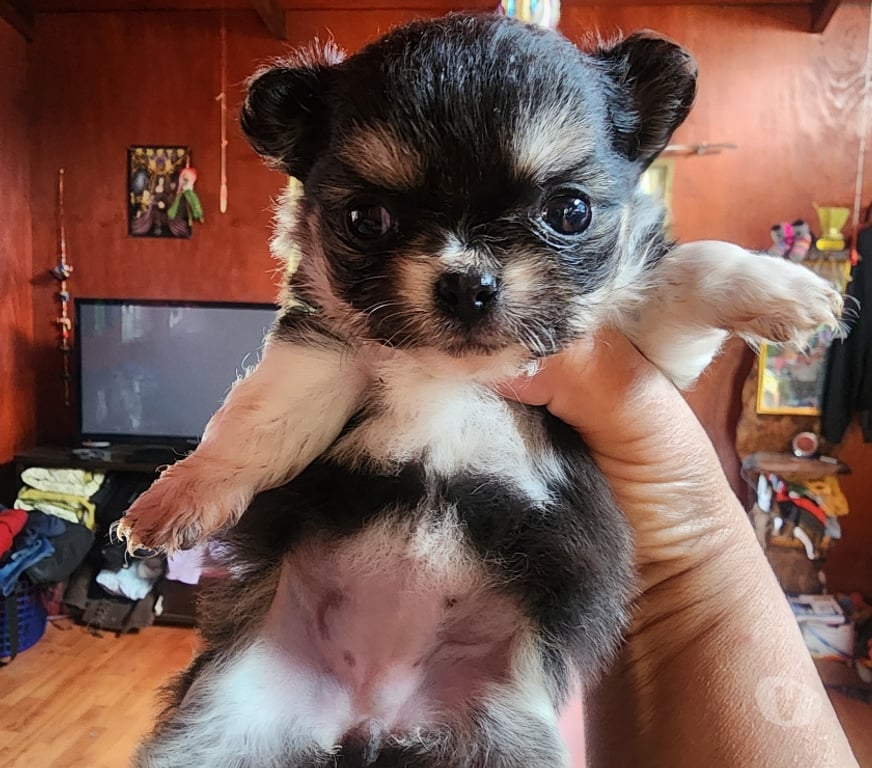Gatos en Venta San Antonio El Tabo - Fotos de Chihuahua manzanita