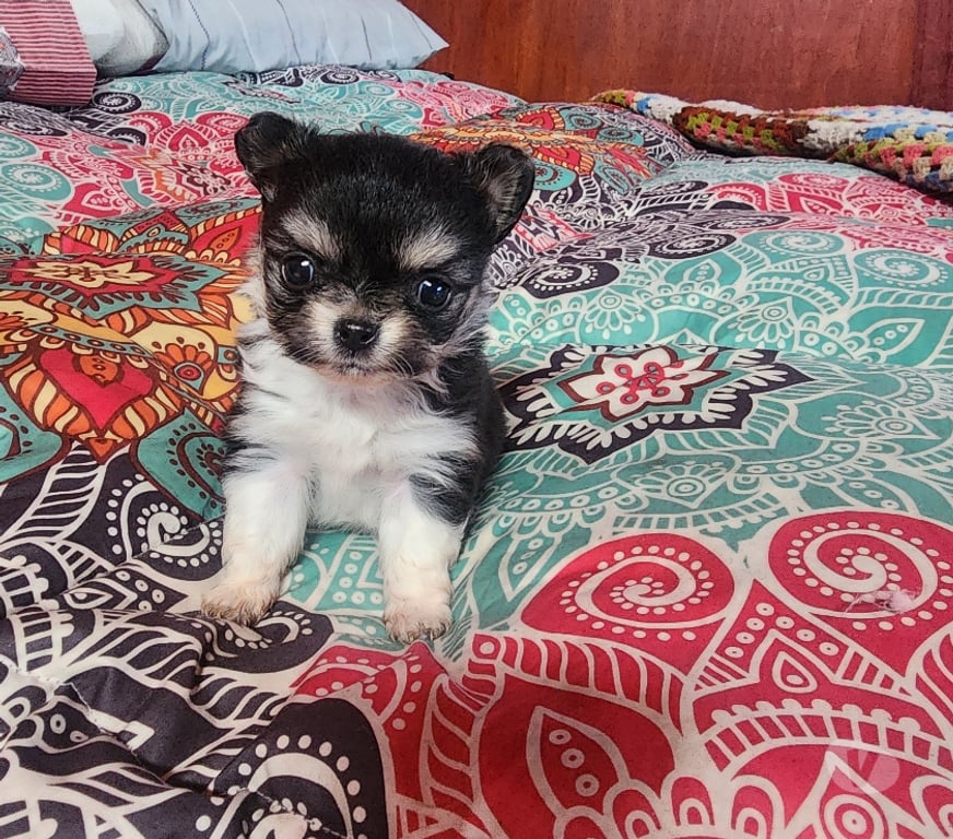 Gatos en Venta San Antonio El Tabo - Fotos de Chihuahua manzanita