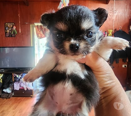 Gatos en Venta El Tabo San Antonio - Fotos de Chihuahua manzanita