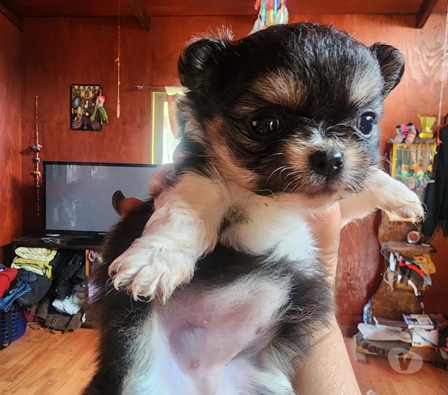 Gatos en Venta San Antonio El Tabo - Fotos de Chihuahua manzanita perfecta
