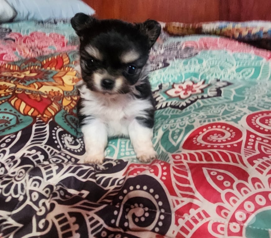 Gatos en Venta San Antonio El Tabo - Fotos de Chihuahua manzanita perfecta