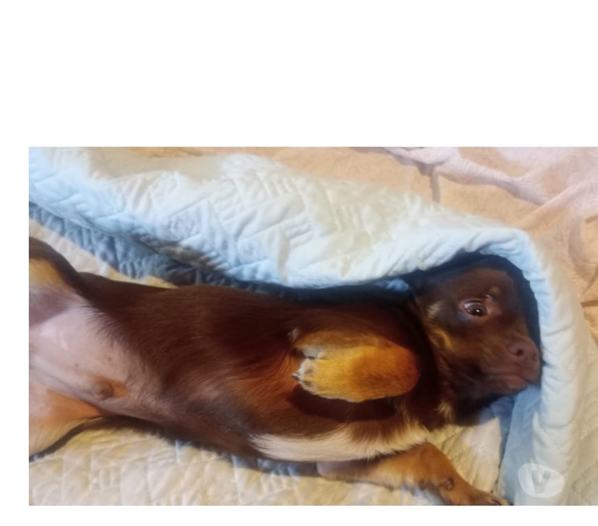 Gatos en Venta Cordillera Puente Alto - Fotos de chihuahua macho chocolate inscrito