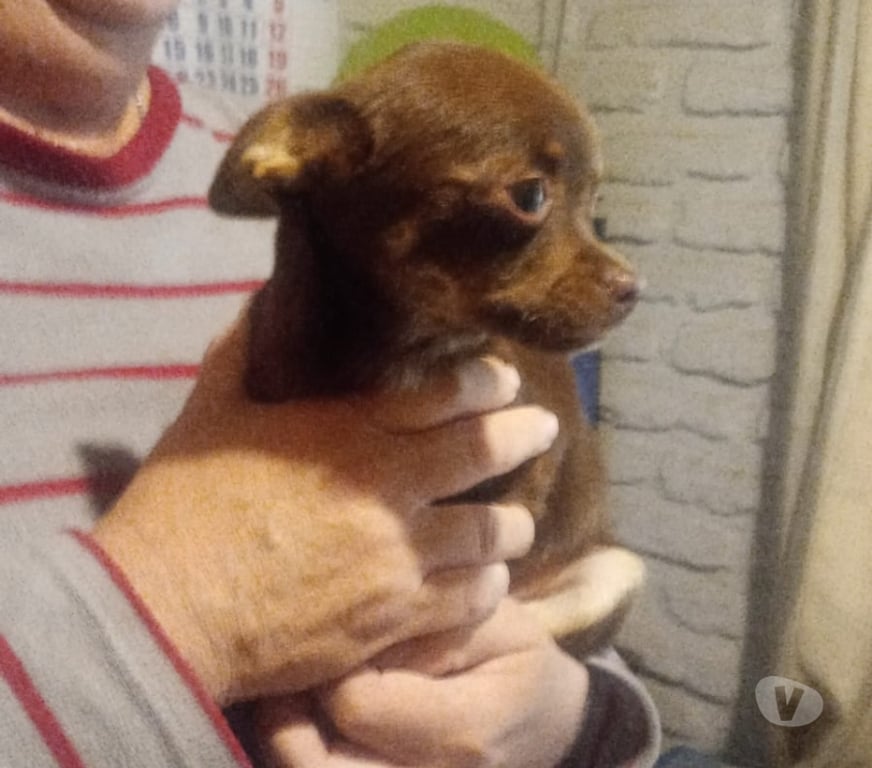 Gatos en Venta Cordillera Puente Alto - Fotos de chihuahua macho chocolate inscrito