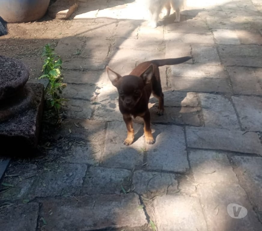 Gatos en Venta Cordillera Puente Alto - Fotos de chihuahua macho chocolate inscrito