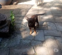 chihuahua macho chocolate inscrito