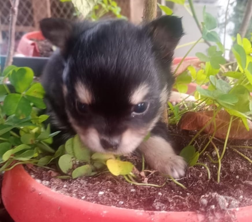 Gatos en Venta Cordillera Puente Alto - Fotos de cachorritos chihuahuas pelo largo