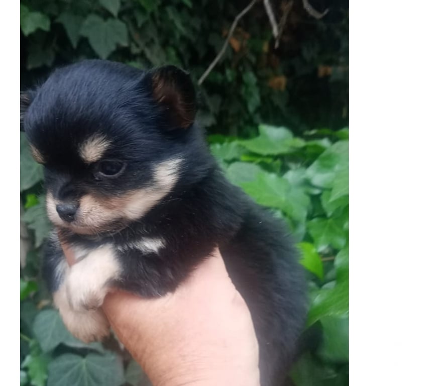 Gatos en Venta Cordillera Puente Alto - Fotos de cachorritos chihuahuas pelo largo