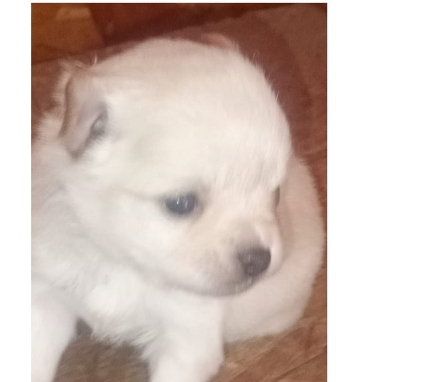 Gatos en Venta Cordillera Puente Alto - Fotos de cachorritos chihuahuas pelo largo