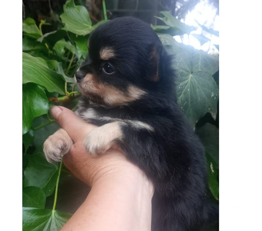 Gatos en Venta Cordillera Puente Alto - Fotos de cachorritos chihuahuas pelo largo