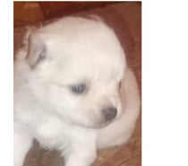 cachorritos chihuahuas pelo largo